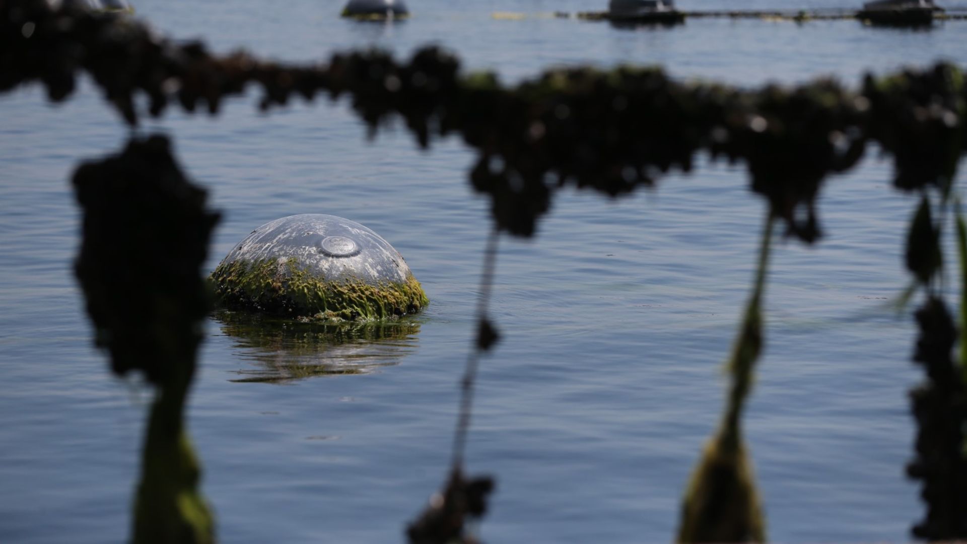 Denizden Gelen Doğallık, Midye Birliğin Gücüyle