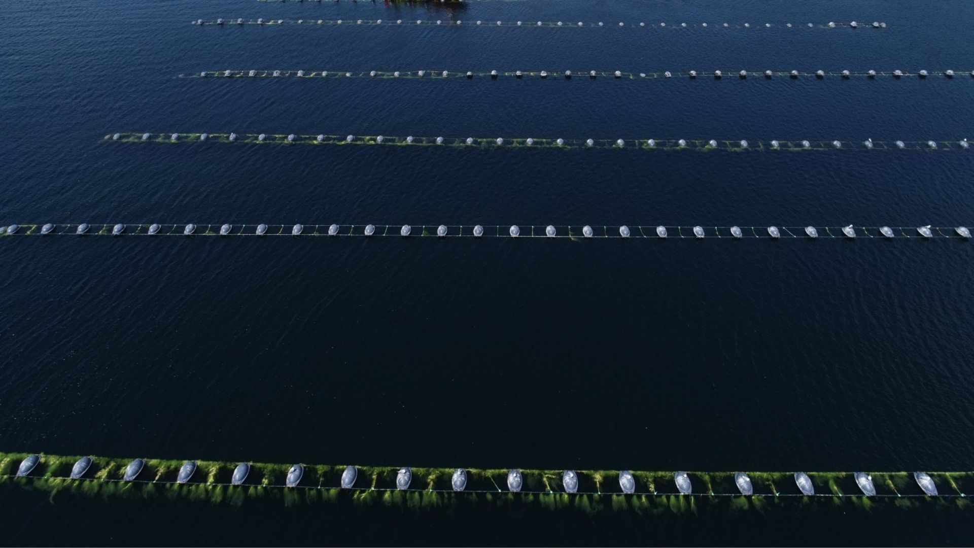 Midye Yetiştiricileri Üretici Birliği